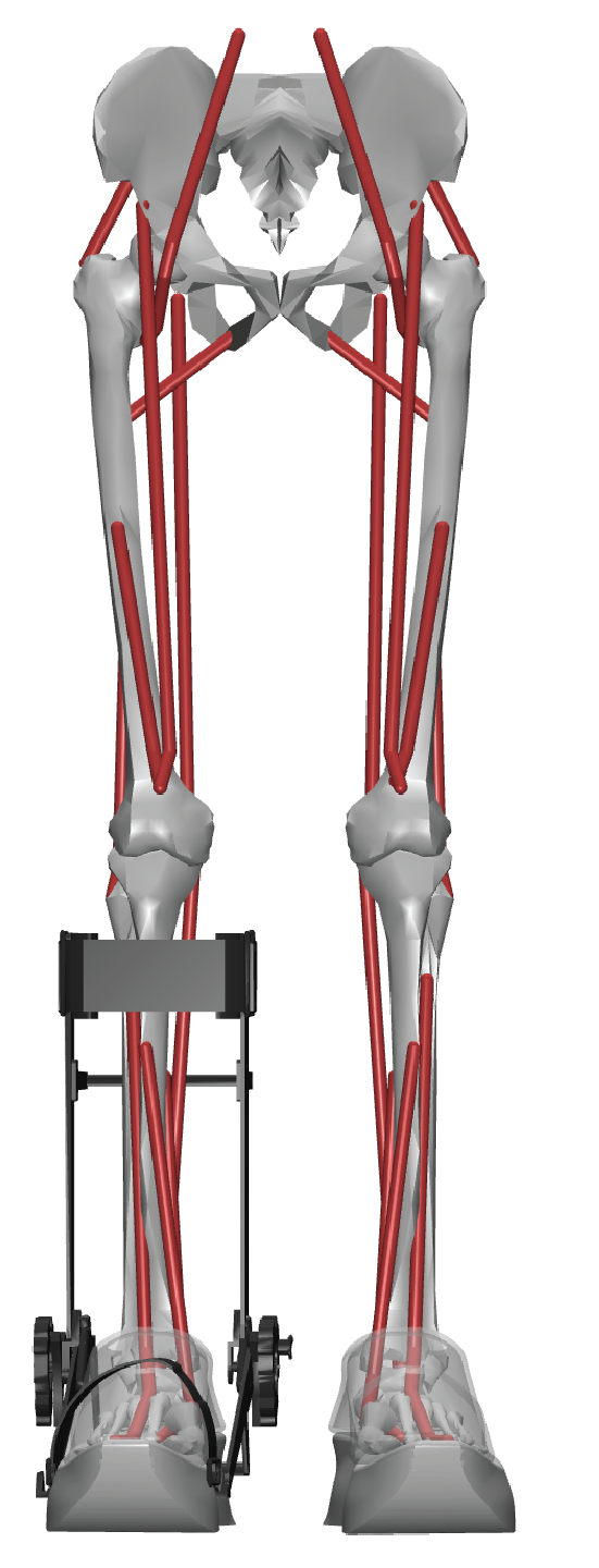 Anatomics_L1 on a myoLeg model