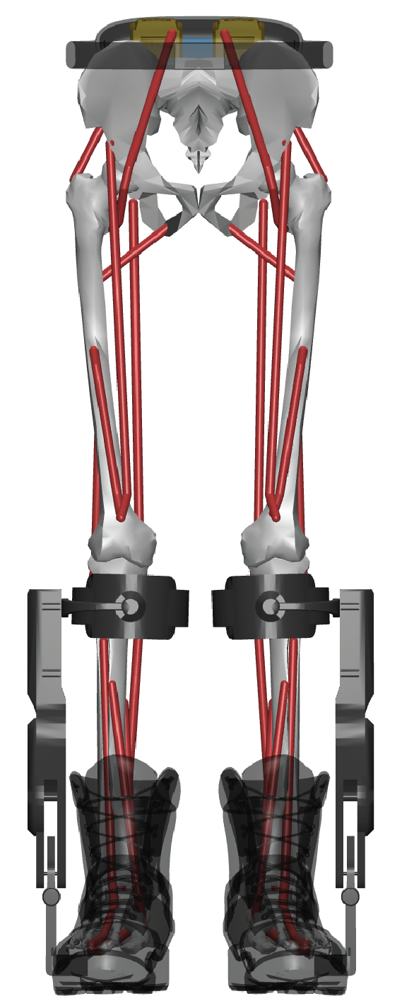 DephyExoBoot_L1 on a myoLeg model