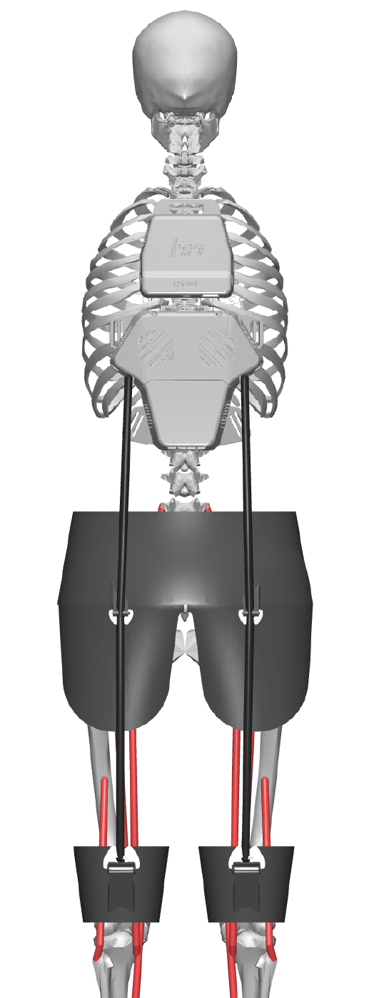 HMEDI_L1 on a myoLeg model