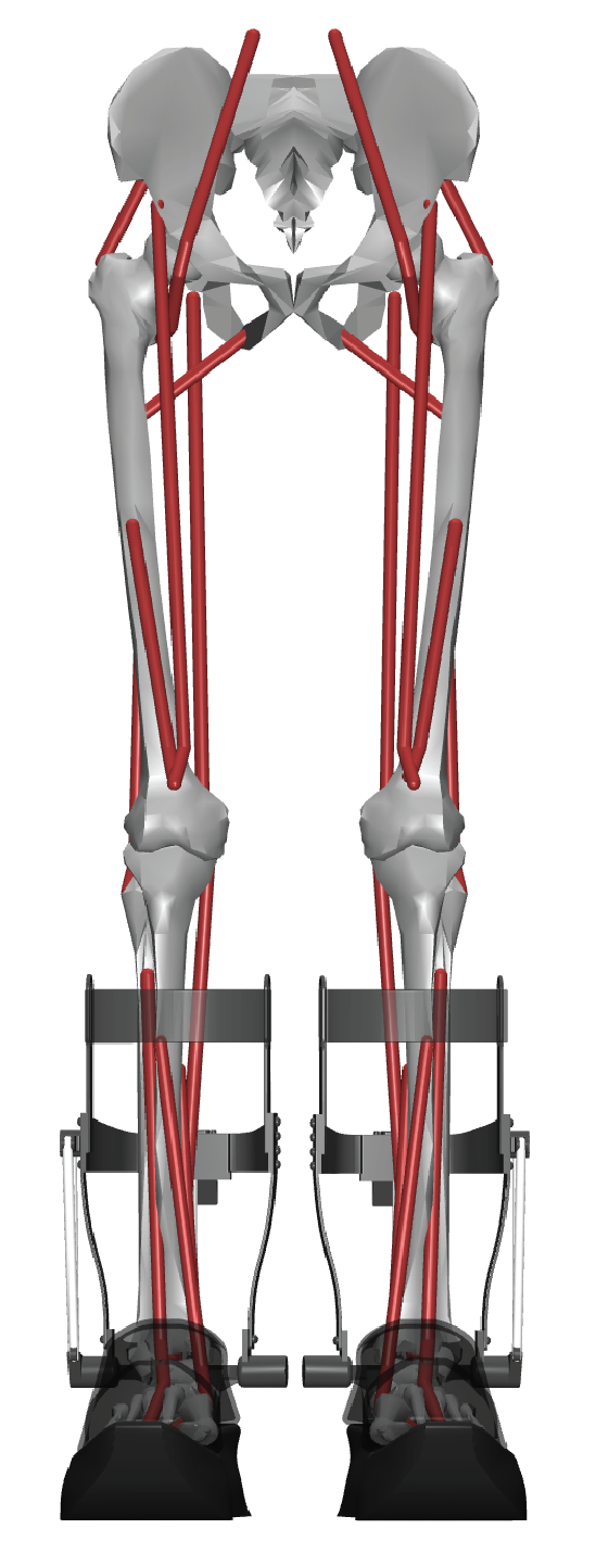 Humotech_L1 on a myoLeg model