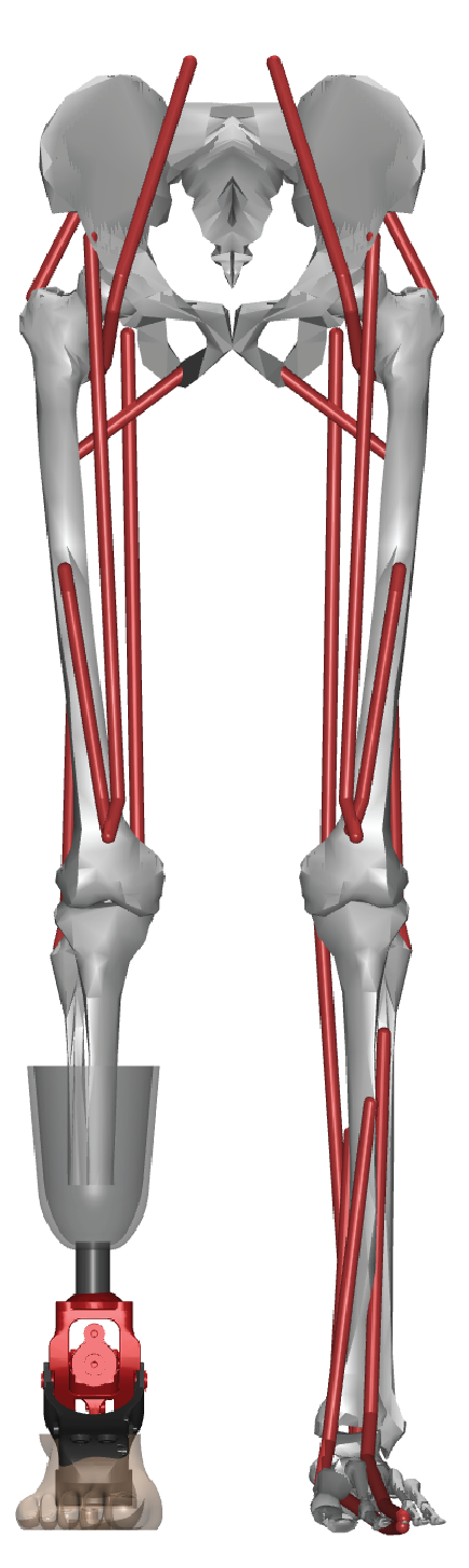 KFoot_L1 on a myoLeg model