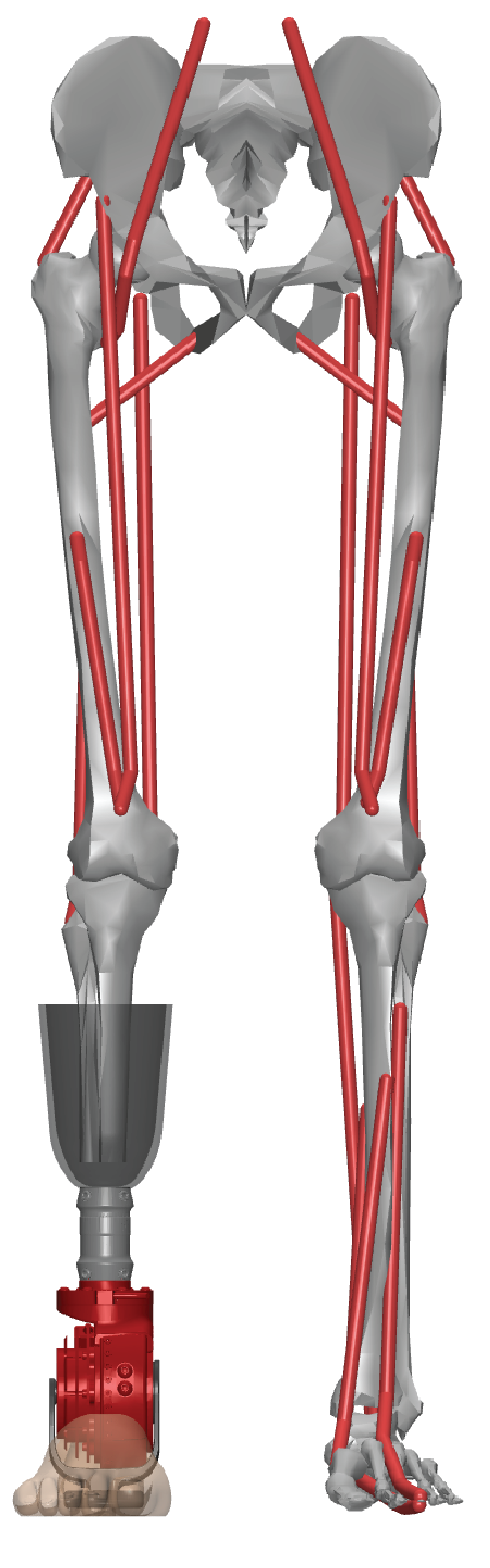 NEUankle_L1 on a myoLeg model