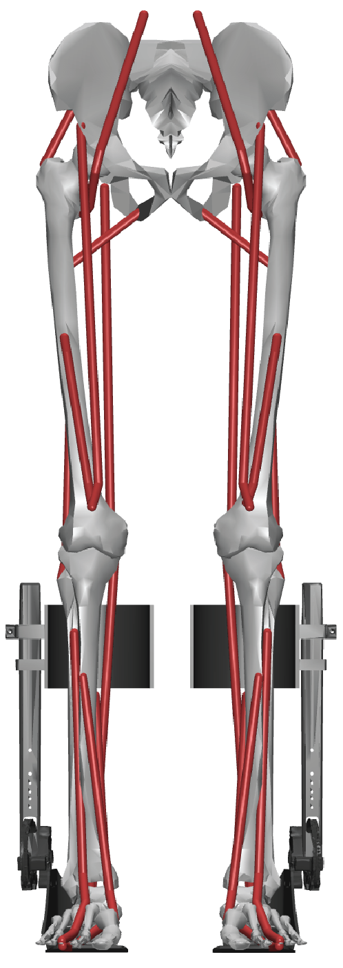 OpenExo_L1 on a myoLeg model