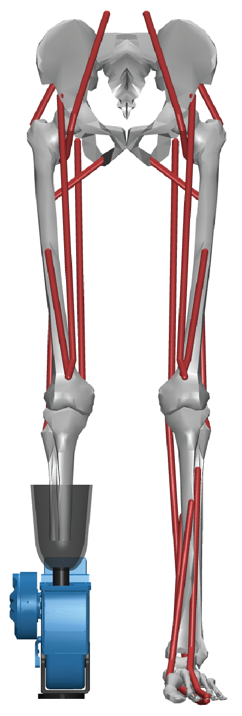 OpenSourceLeg_A_L1 on a myoLeg model