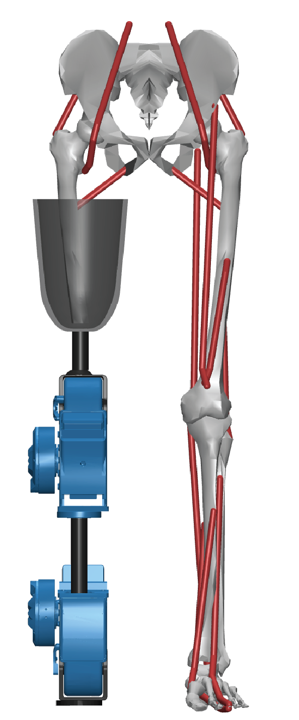 OpenSourceLeg_KA_L1 on a myoLeg model