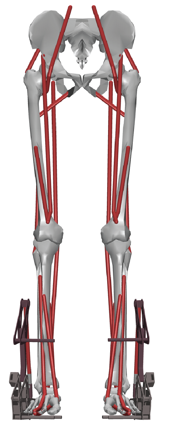 UTAnkleExo_L2 on a myoLeg model