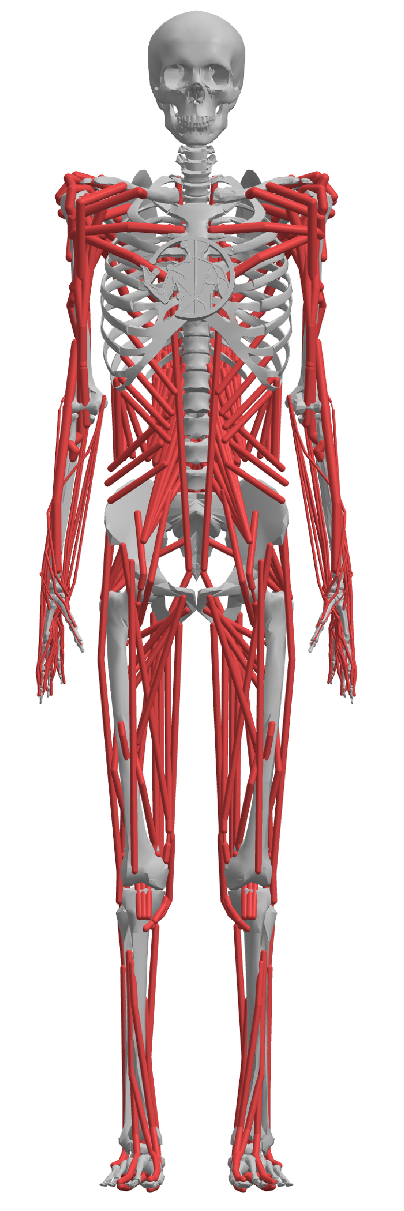 myofullbody model