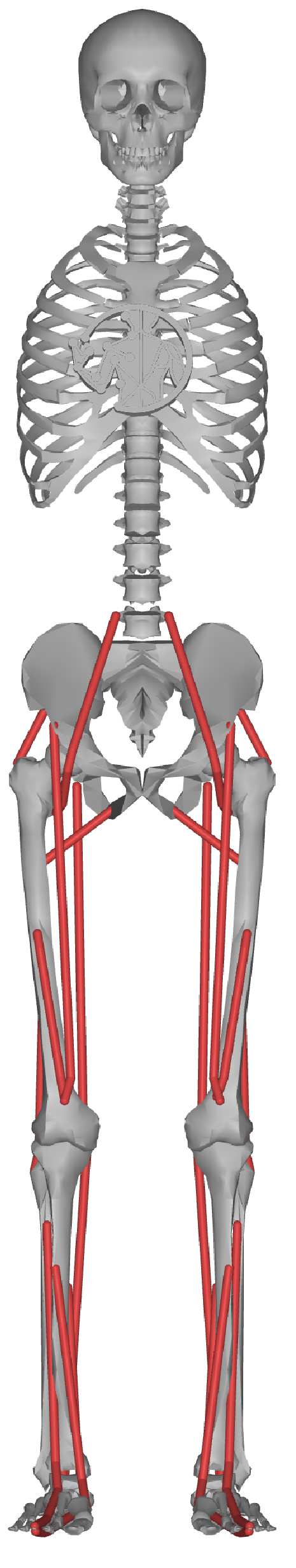 myolegs26 model
