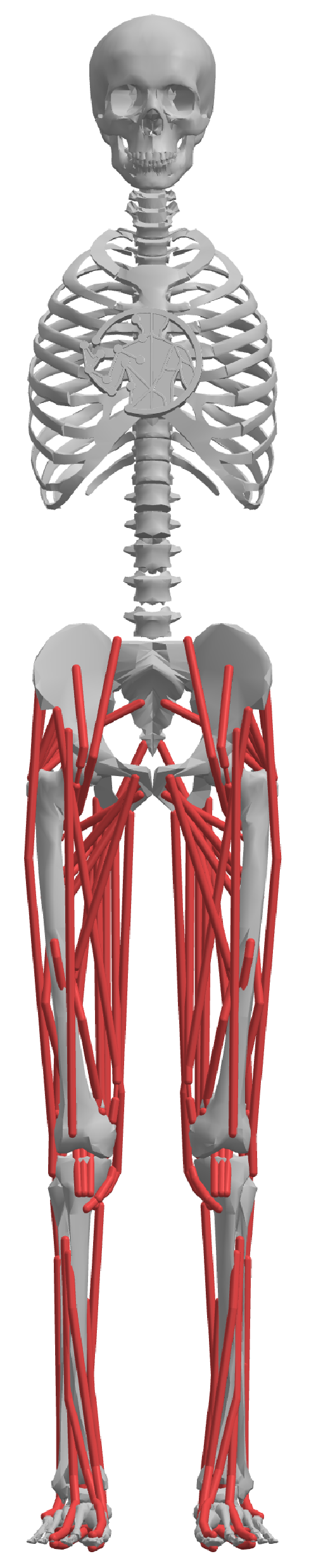 myolegs (80-muscle) model